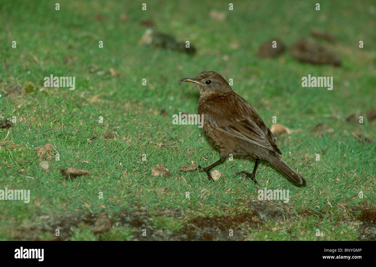 Wings blackish hires stock photography and images Alamy
