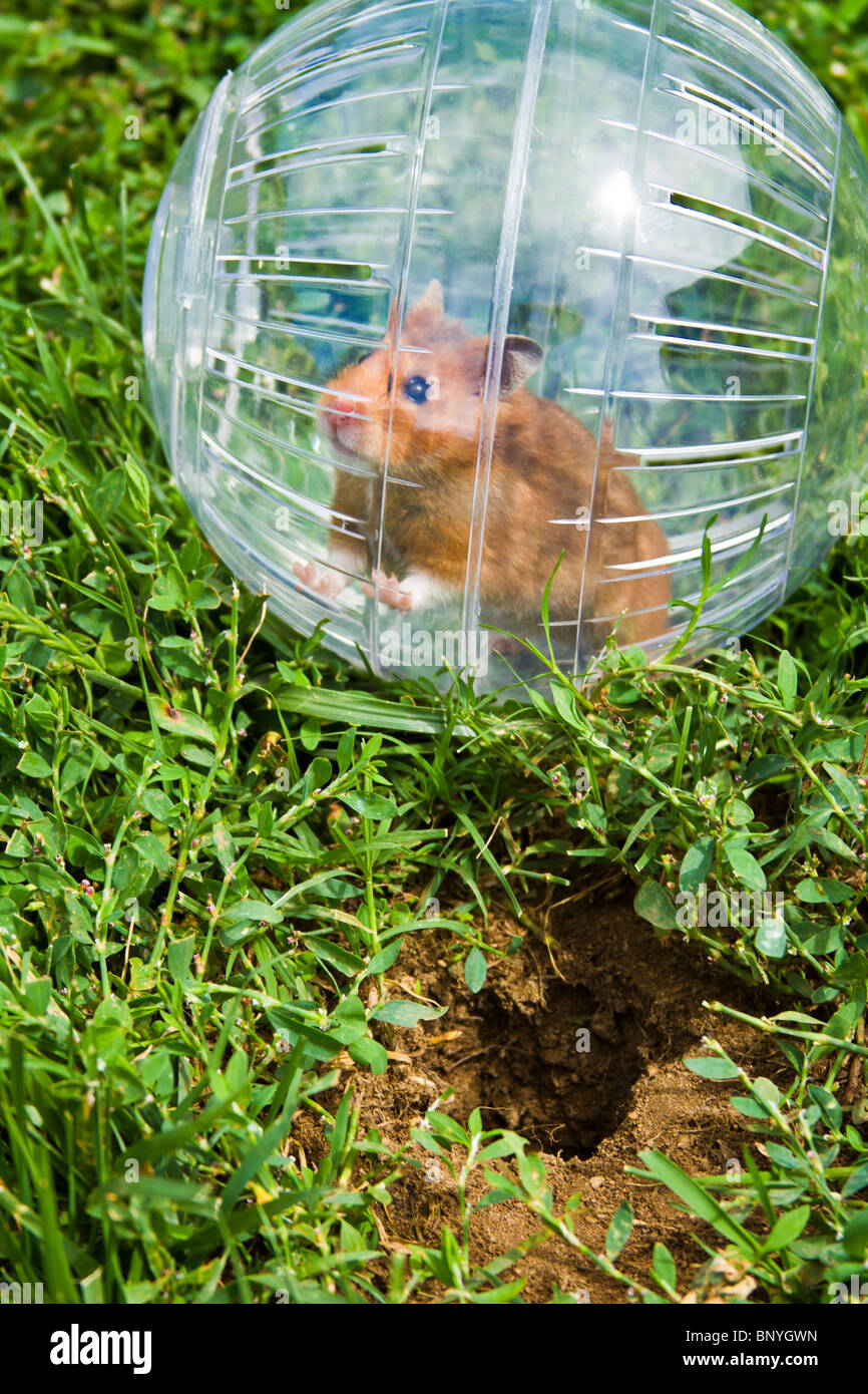 Rodent in a hamster ball wanting to go down gopher hole, so close, but