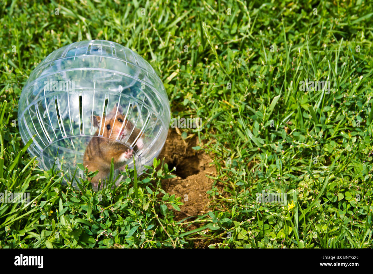Rodent in a hamster ball wanting to go down gopher hole, so close, but