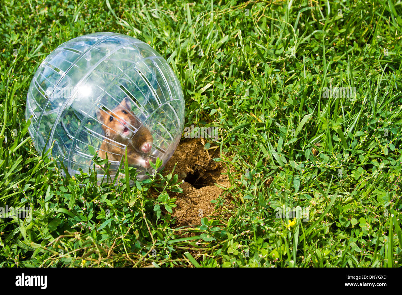 Rodent in a hamster ball wanting to go down gopher hole, so close, but