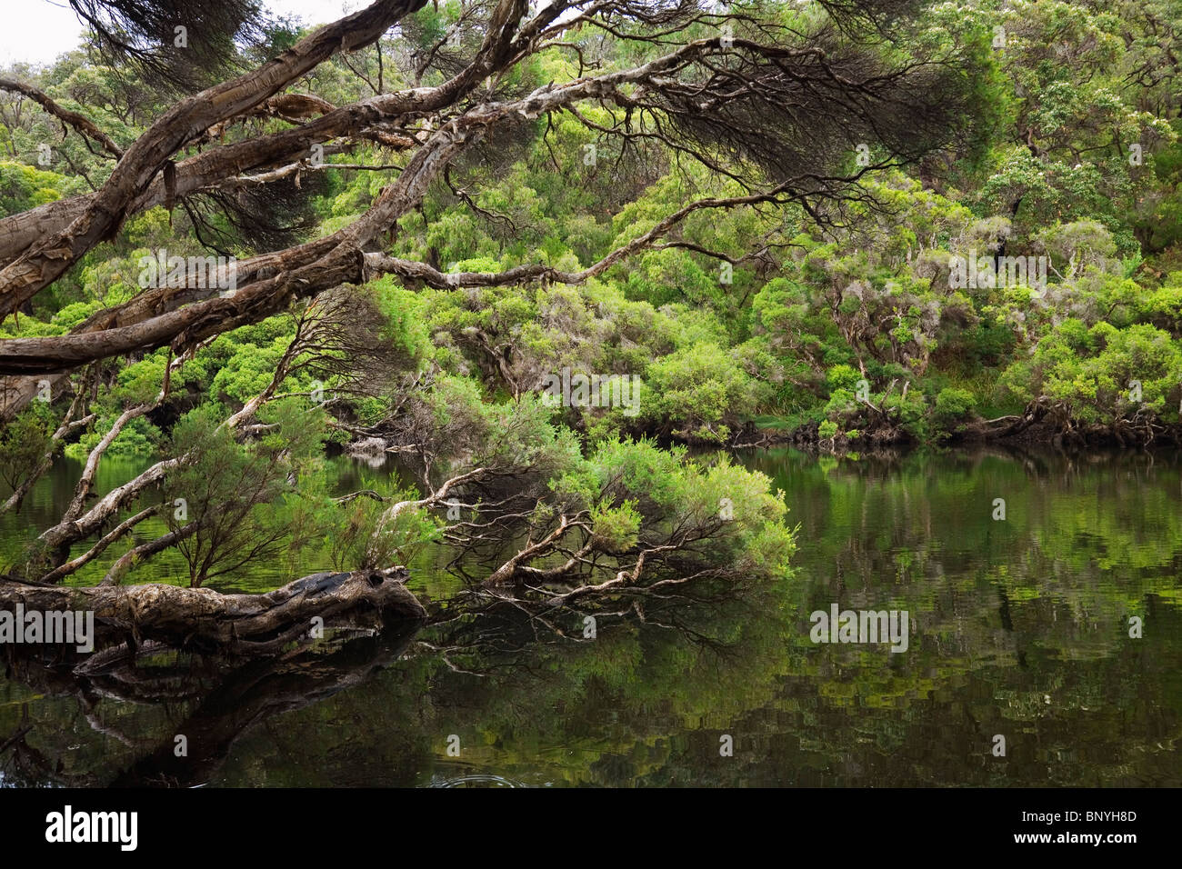 Vegetation on the Margaret River. Margaret River, Western Australia, AUSTRALIA. Stock Photo