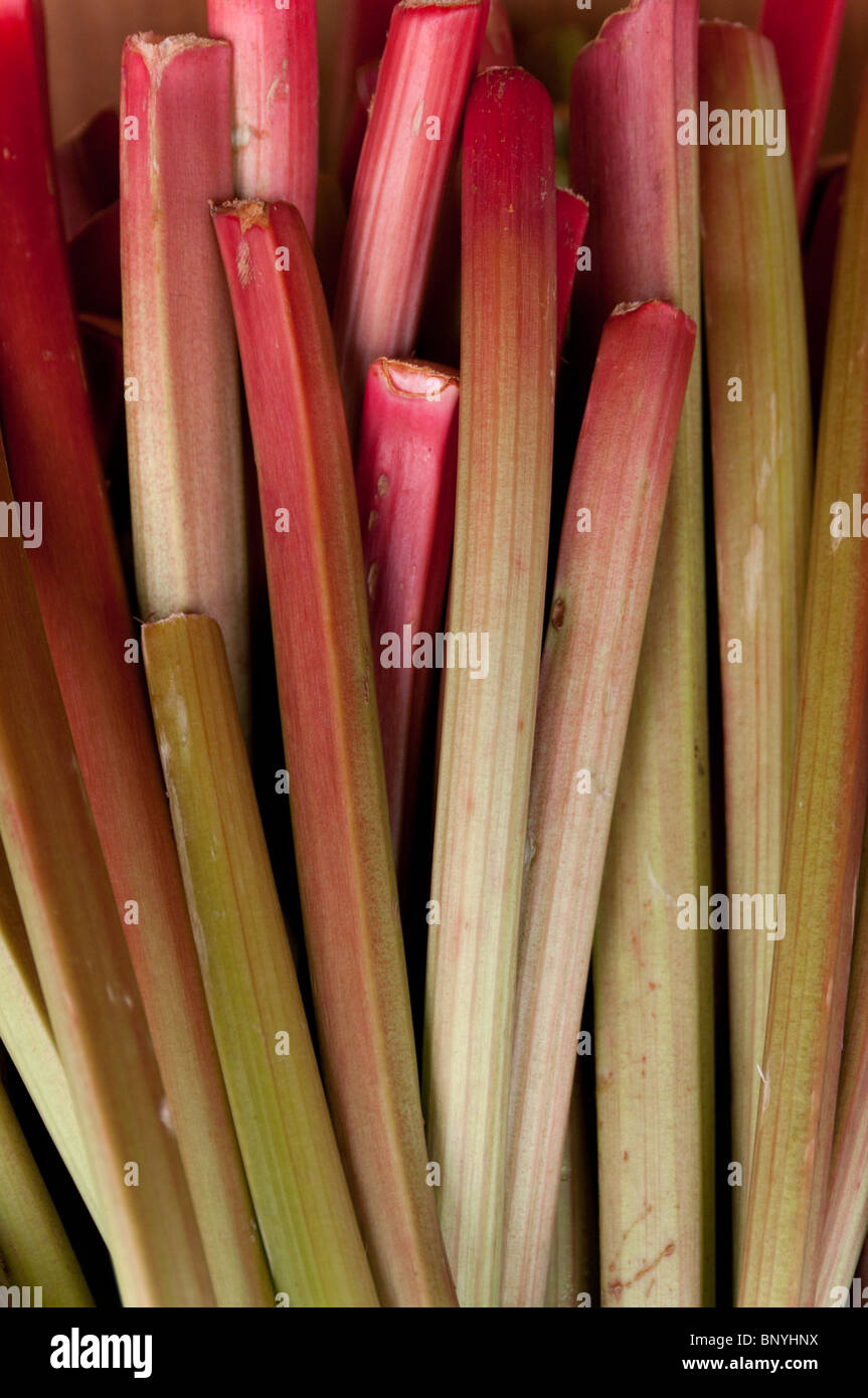 Rhubarb for sale at at farmstand in Concord, MA, USA Stock Photo