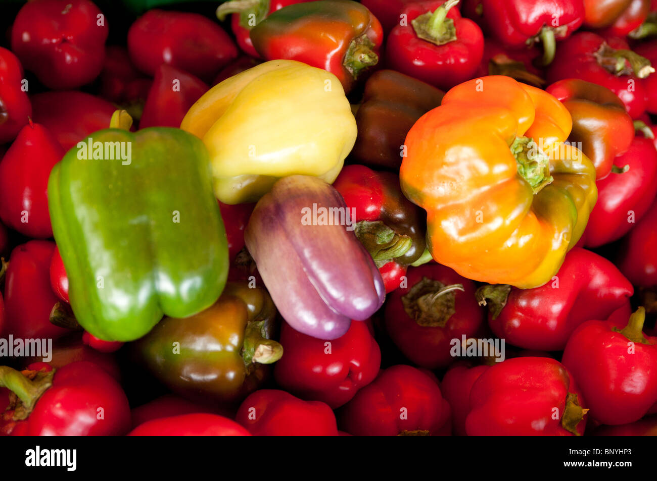 Fresh peppers for sale at a farmstand in Concord, MA, USA Stock Photo