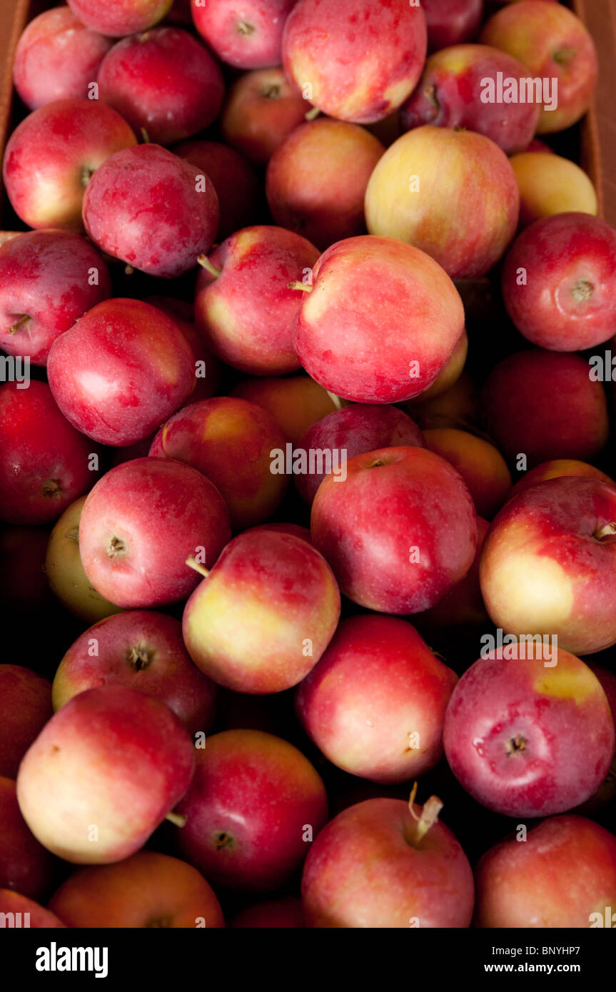 Early season apples for sale in August at a farmstand in Concord, MA Stock Photo
