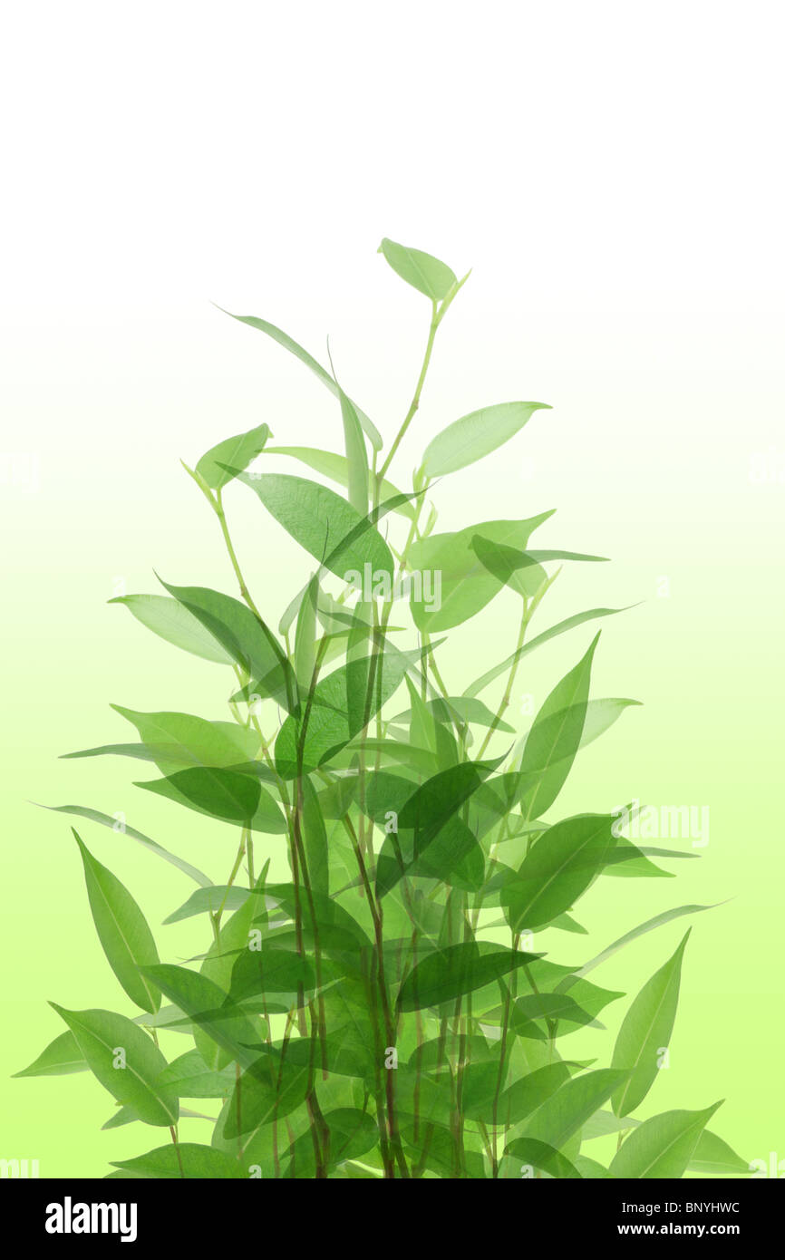 Young green plants on off white background Stock Photo