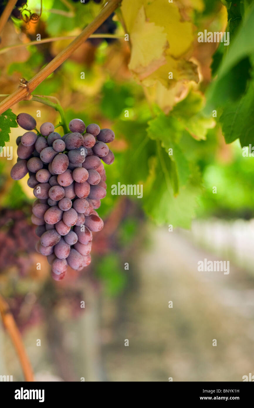Grapes on the vine. Swan Valley, Western Australia, AUSTRALIA Stock