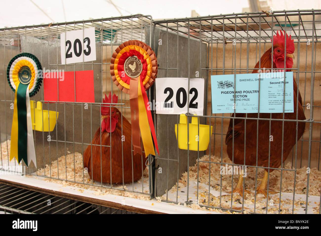 Poultry at the Bakewell Show, Bakewell, Derbyshire, England, U.K. Stock Photo
