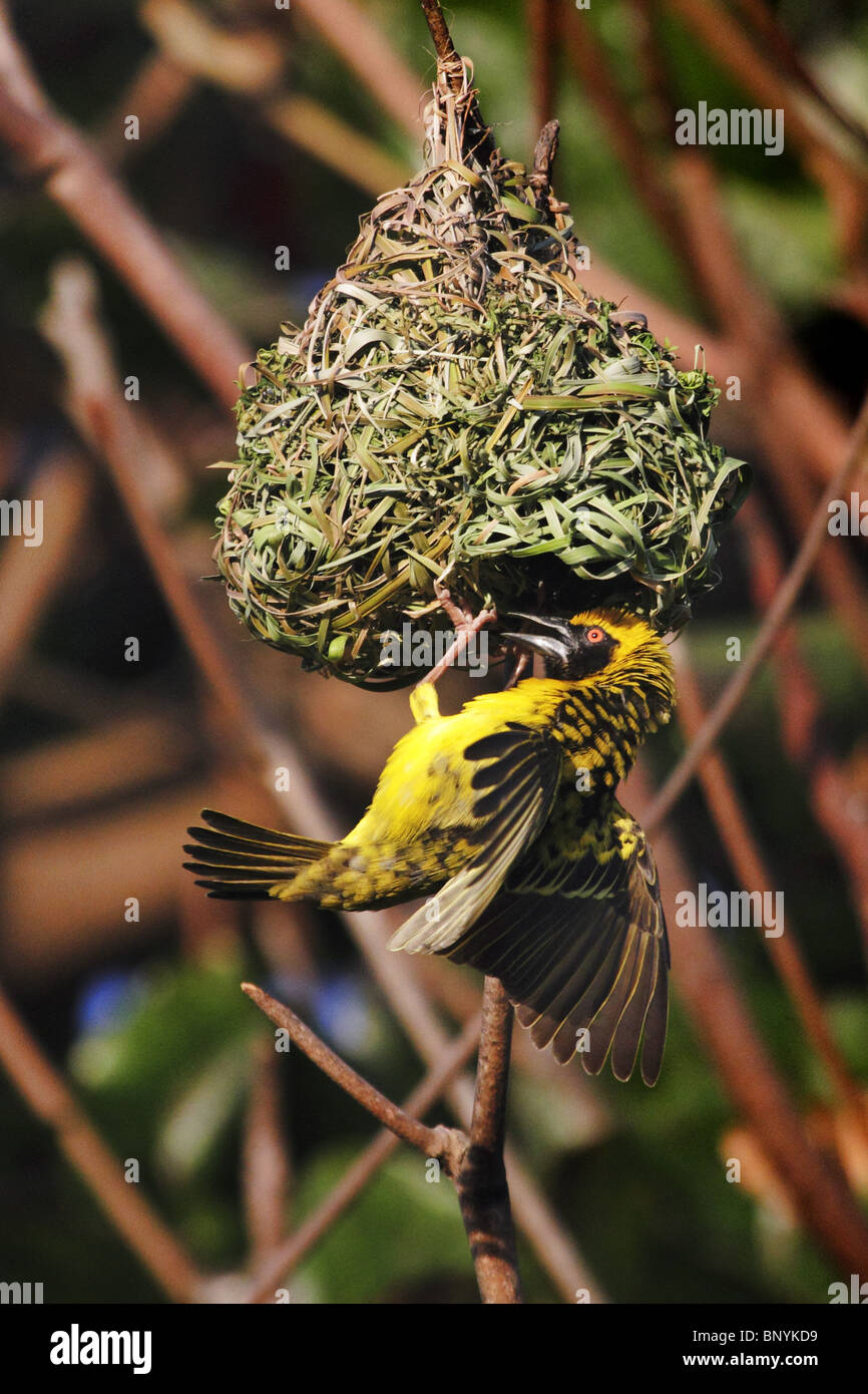 black headed weaver ploceus cucullatus Stock Photo Alamy