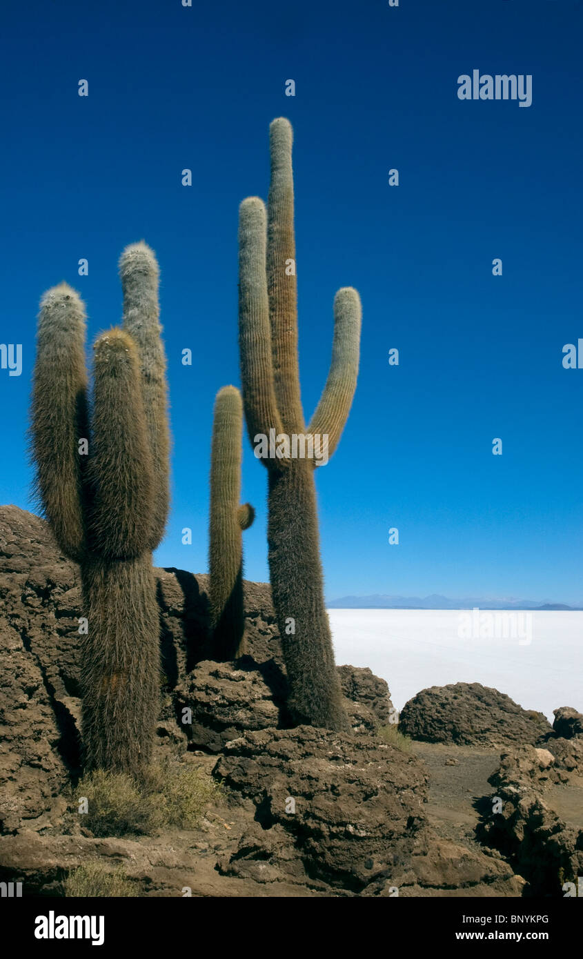 Cardon Cactus, Trichocereus Pasacana Echinopsis atacamensis, on the Isla de Los Pescadores, Salar de Uyuni, Bolivia. Stock Photo