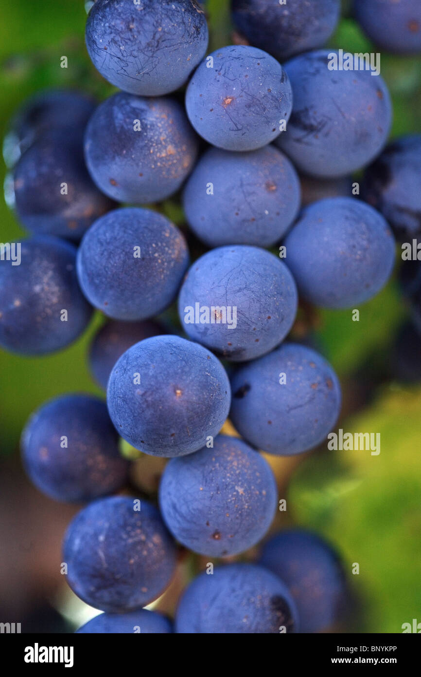 Sauvignon grapes on the vine in the renowned wine region of