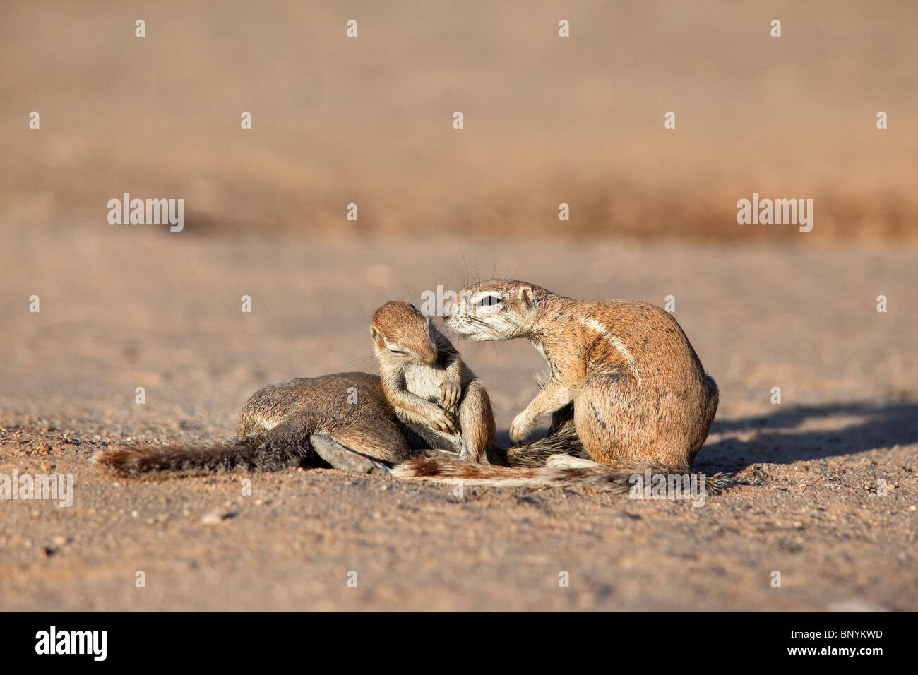 Xerus inauris baby hi-res stock photography and images - Alamy