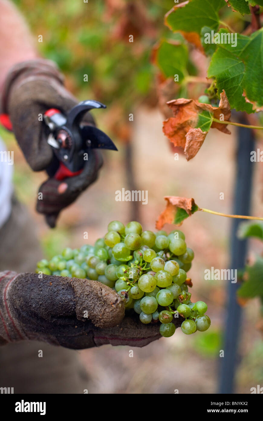 Workers harvest grapes by hand at Wilyabrup in the renowned wine region