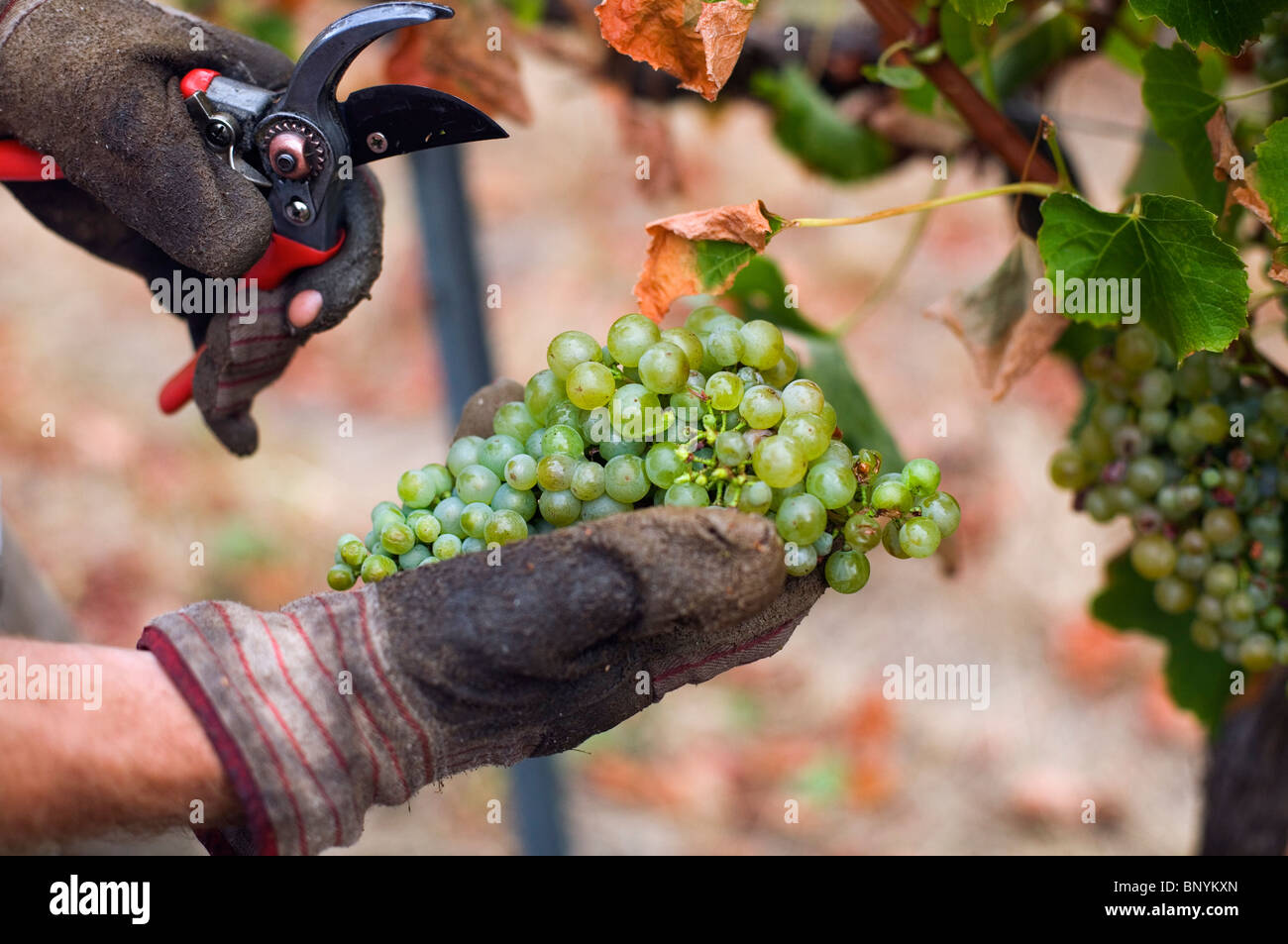 Grapes Workers Vineyard Stock Photos & Grapes Workers Vineyard Stock