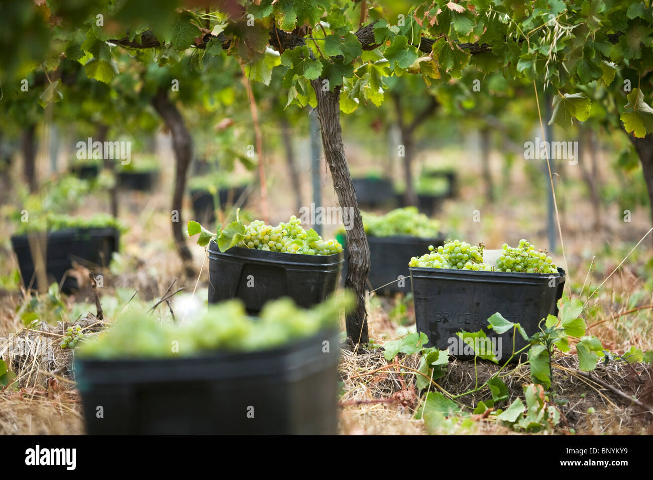 Grapes are hand picked and piled in containers for collection at Wilyabrup, Margaret River, Western Australia, AUSTRALIA. Stock Photo