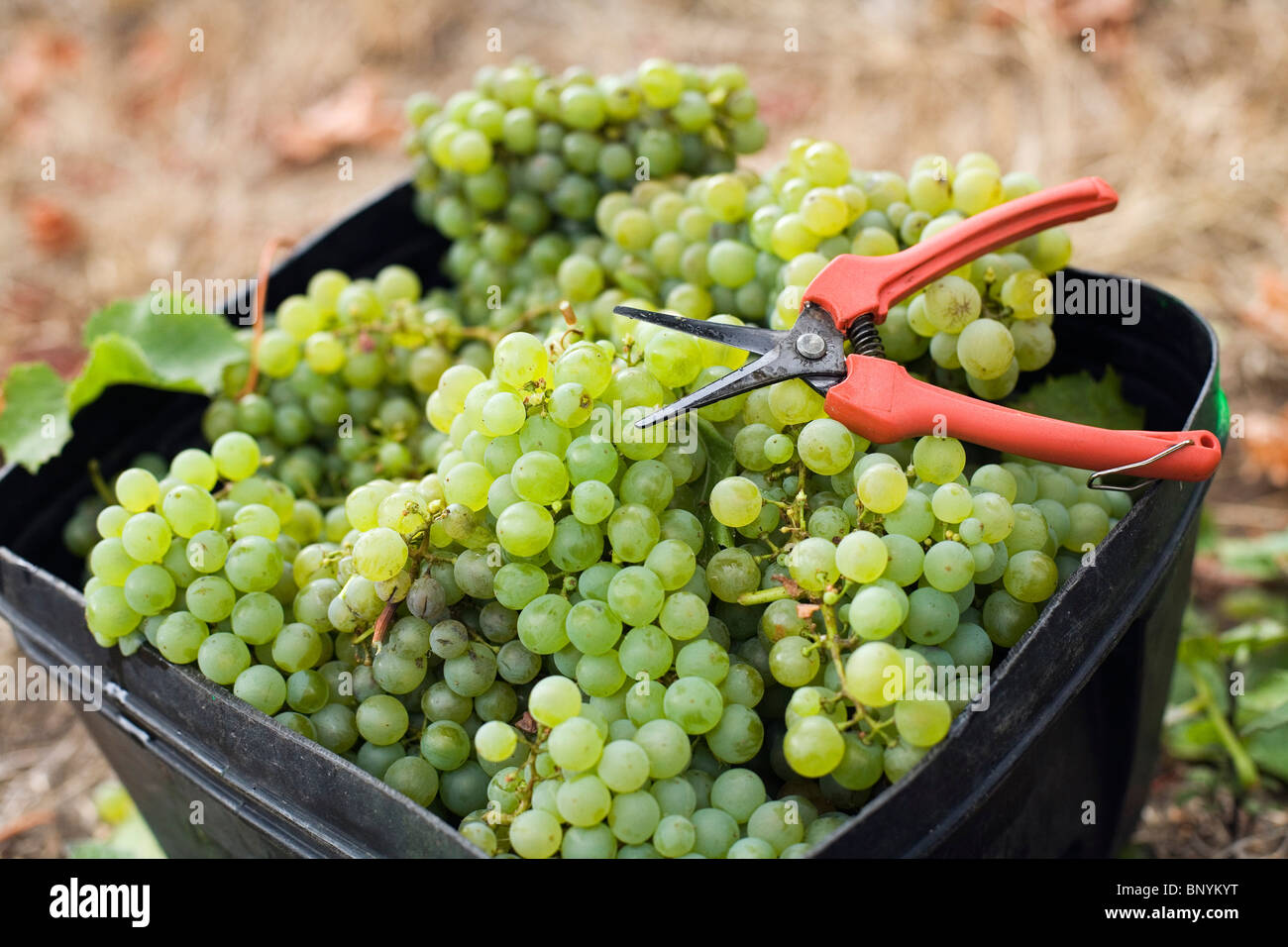 Grapes are hand picked and piled in containers for collection at  Wilyabrup, Margaret River, Western Australia, AUSTRALIA. Stock Photo
