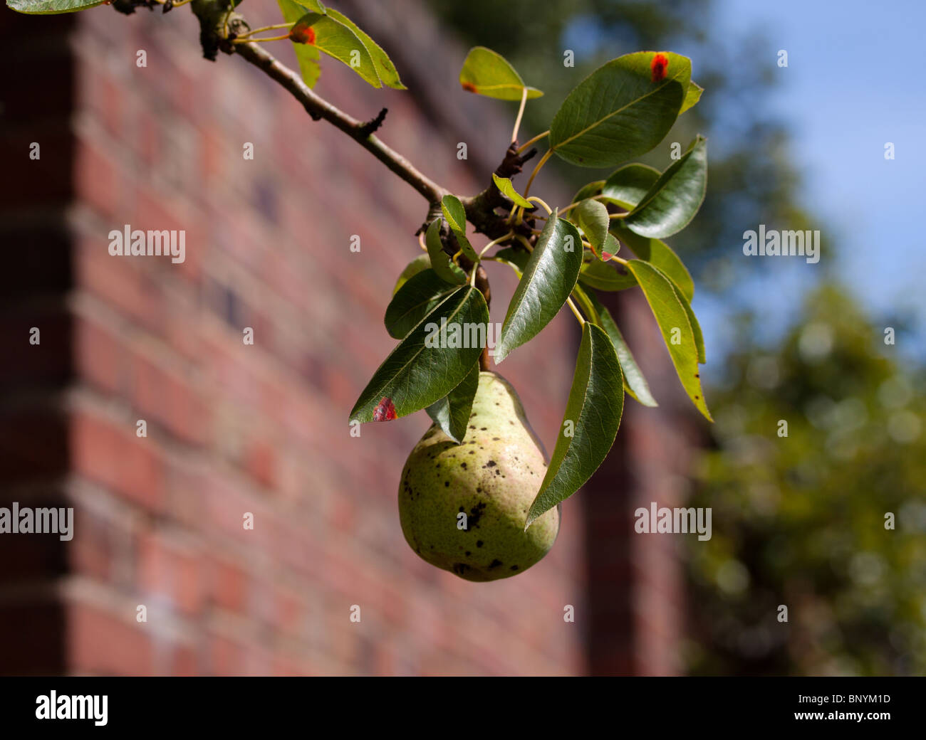 A conference pear, Pyrus communis, hanging from a pear tree near a brick wall in  a walled English garden Stock Photo