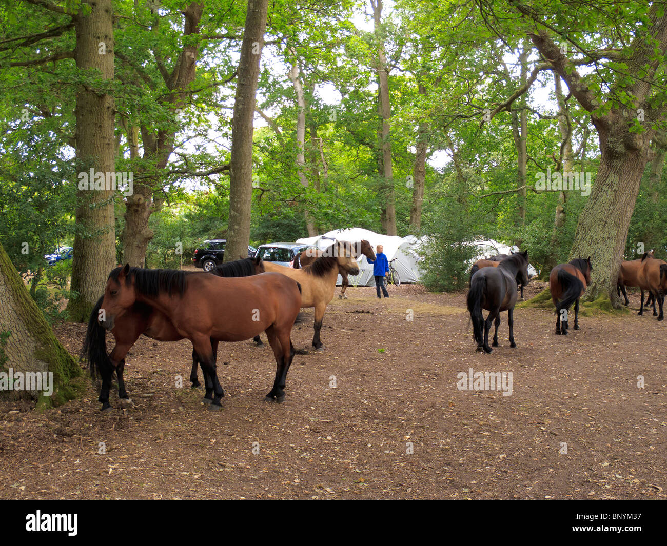 New Forest Ponies In A Campsite At Ashurst In The New Forest Hampshire Stock Photo Alamy