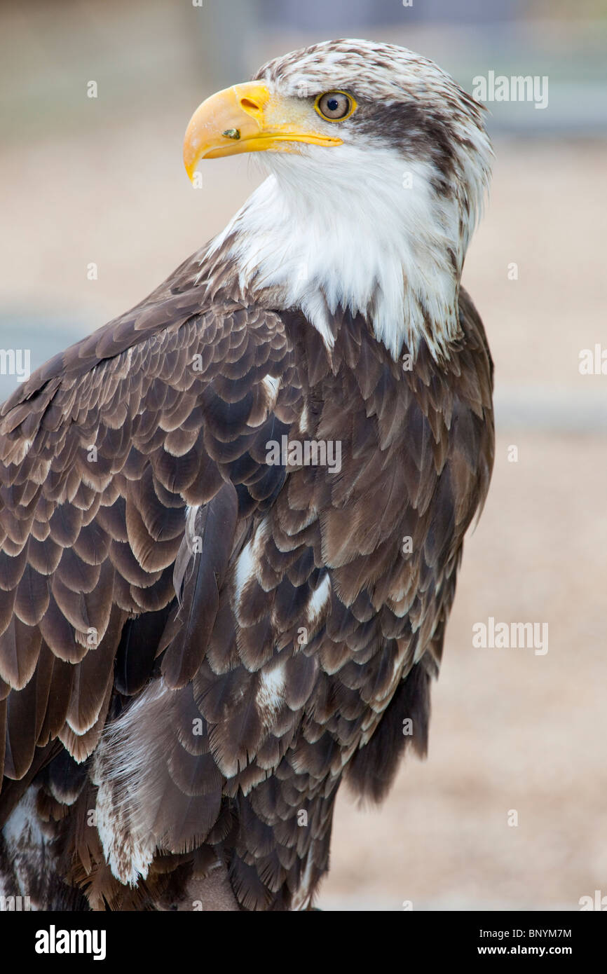 Very large species of sea eagle hi-res stock photography and images - Alamy
