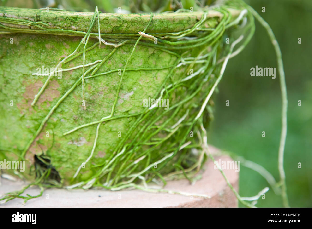 Overgrowing roots hi-res stock photography and images - Alamy