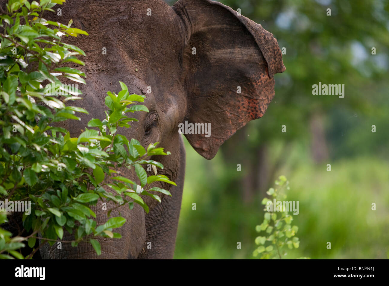 Asian Elephant, Elephas maximus, Indischer Elephant, Uda Walawe National Park, Sri Lanka Stock Photo