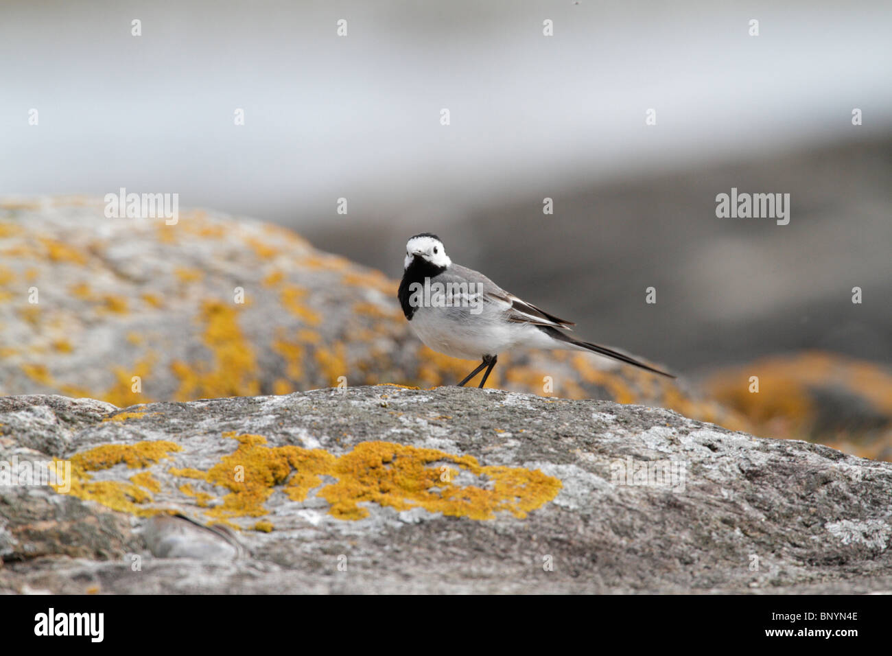 White Wagtail (Motacilla alba) on a rock covered in lichens. Norway ...