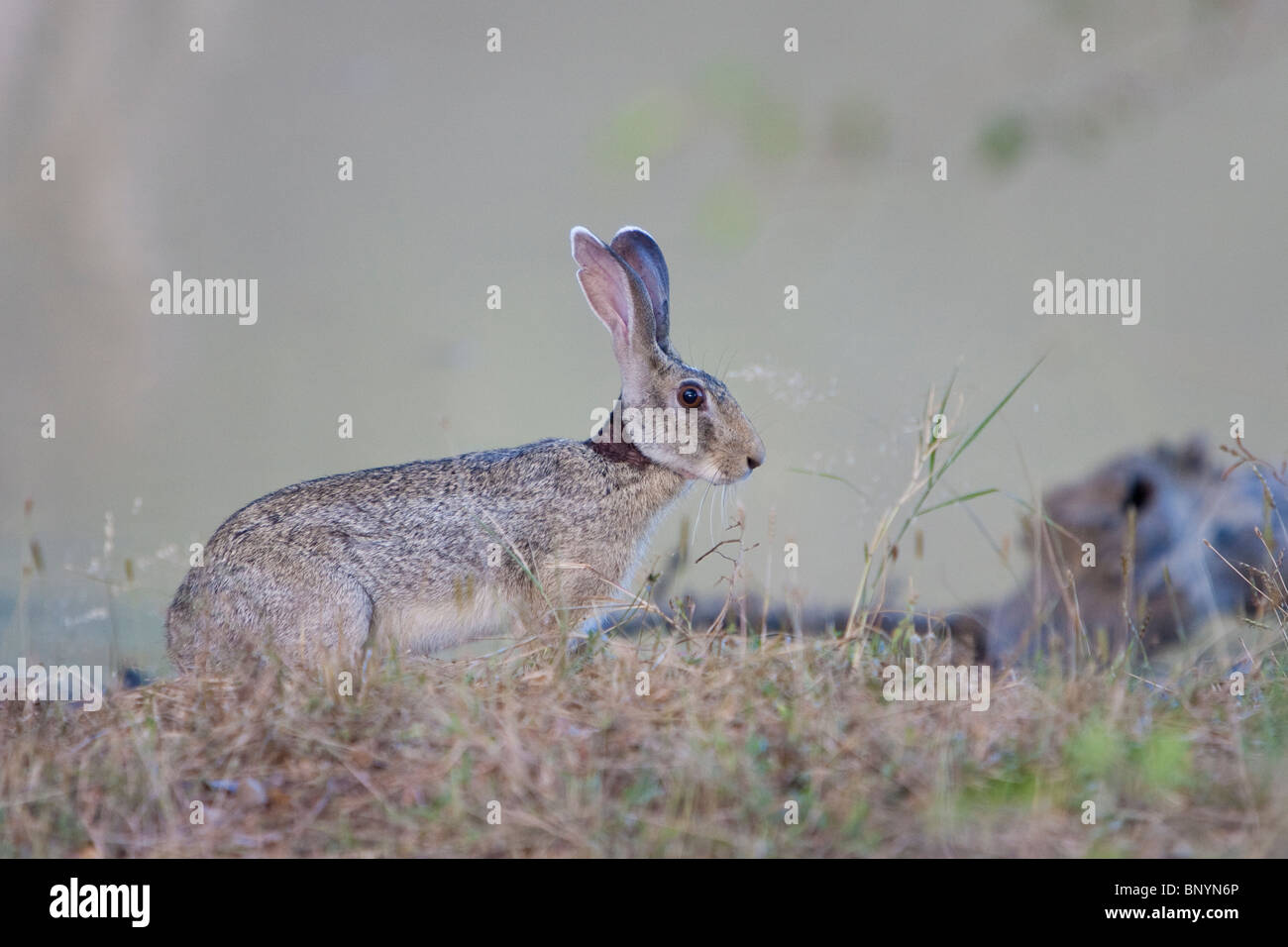 Indian Hare, Indischer Hase, Lepus negricollis, black-naped hare Yala National park Sri Lanka Stock Photo