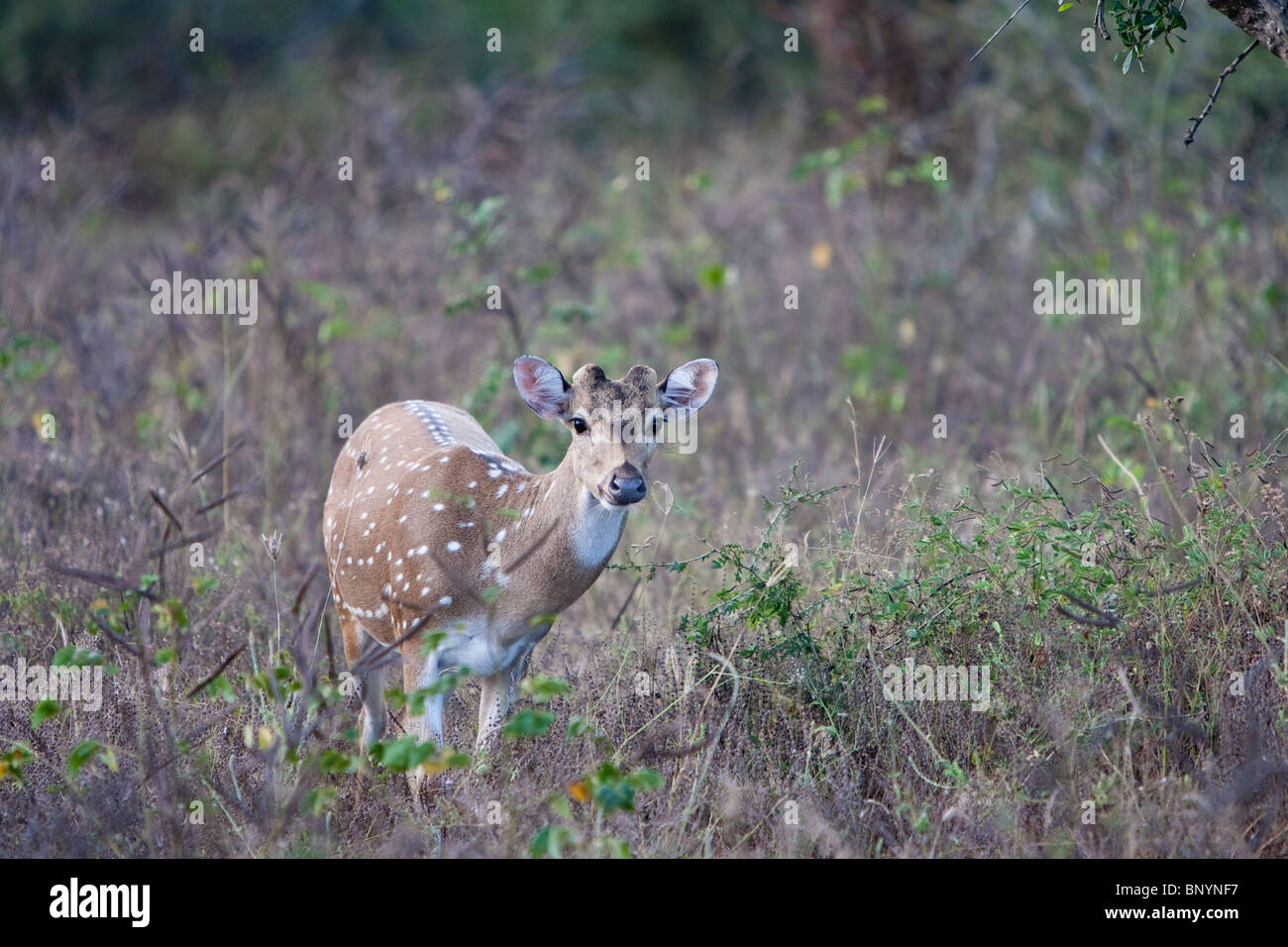 Spotted Deer, Cervus axis, Axishirsch, young deer in Yala National Park Sri Lanka Stock Photo