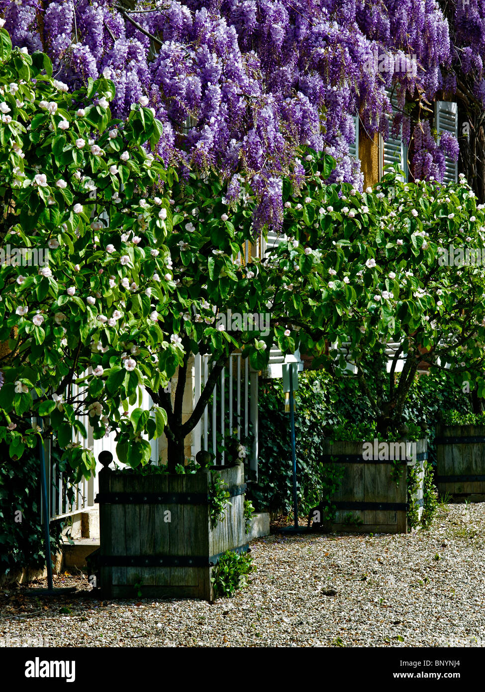 Flowering Wisteria with flowering quince around the Manor House at Grand Courtoiseau Stock Photo