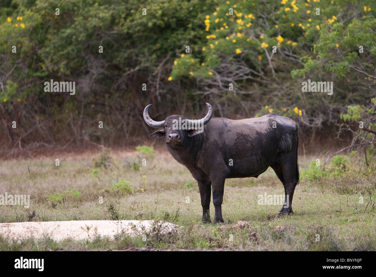 Water buffalo, Wasserbüffel, Bubalus bubalis, feral bull in Yala National Park Sri Lanka Stock Photo