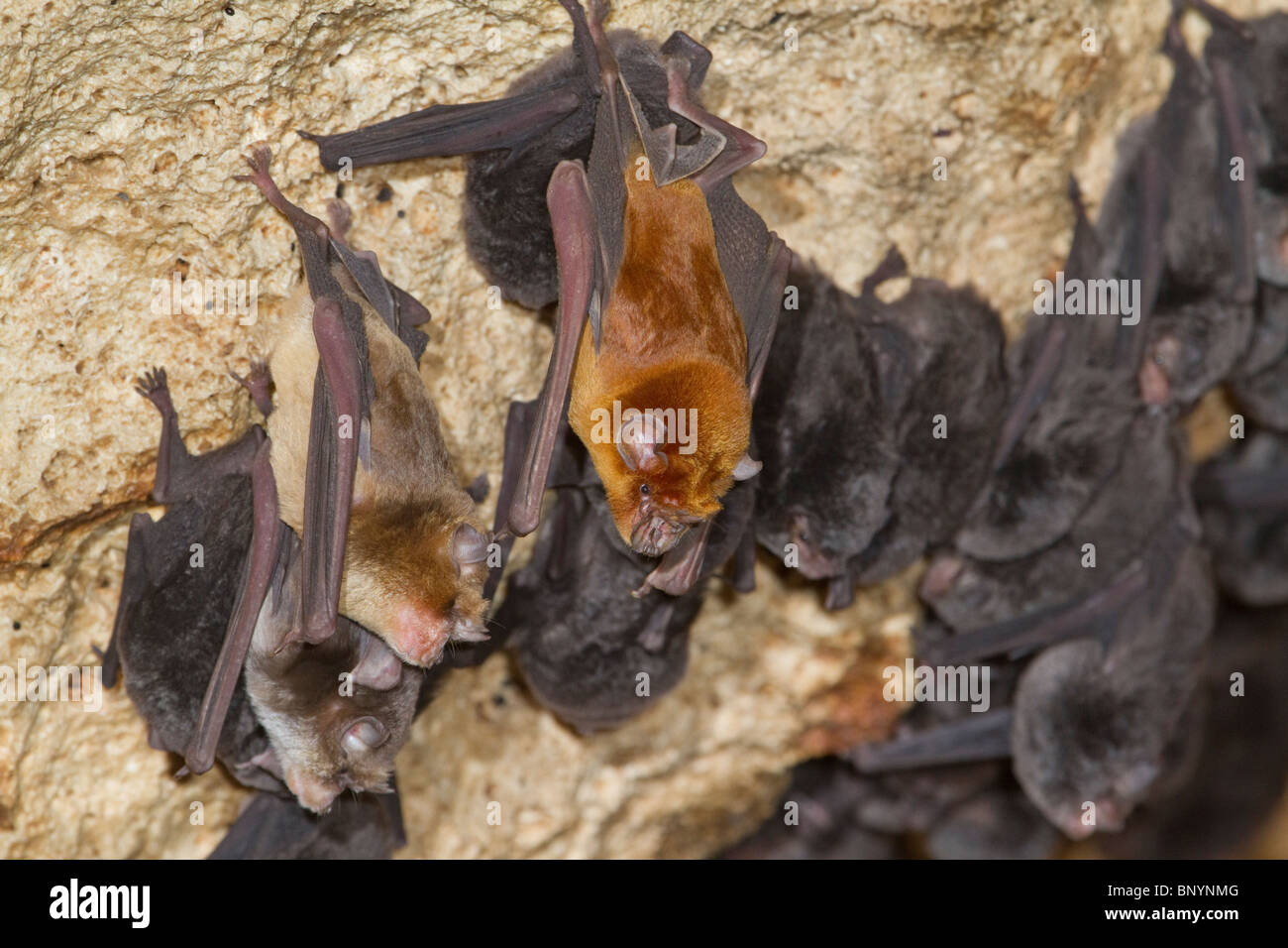 A mixed colony of bentwinged bats (Miniopterus minor) and African
