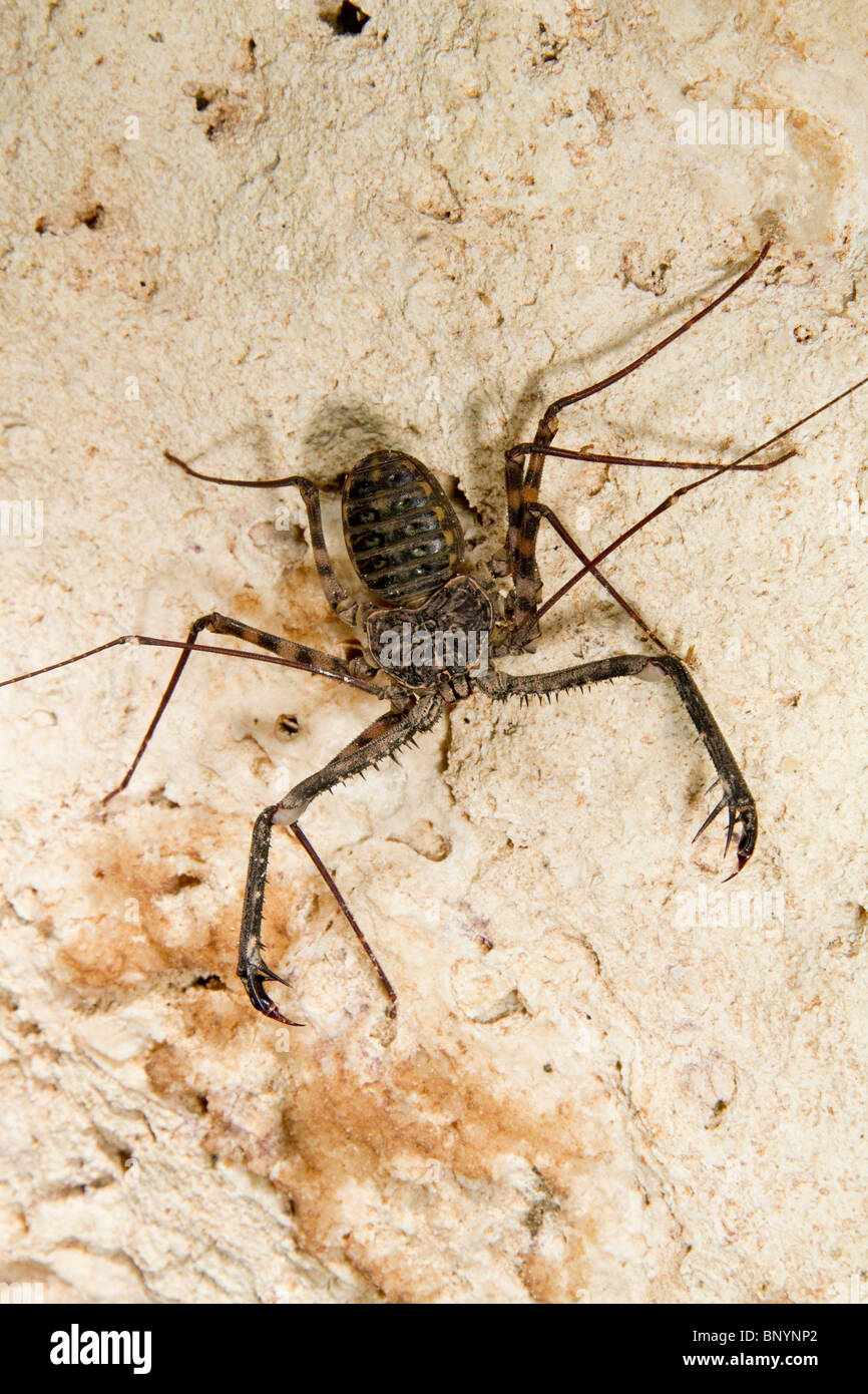 Tailless Whip Scorpion (Damon variegatus) in cave, coastal Kenya. Stock Photo