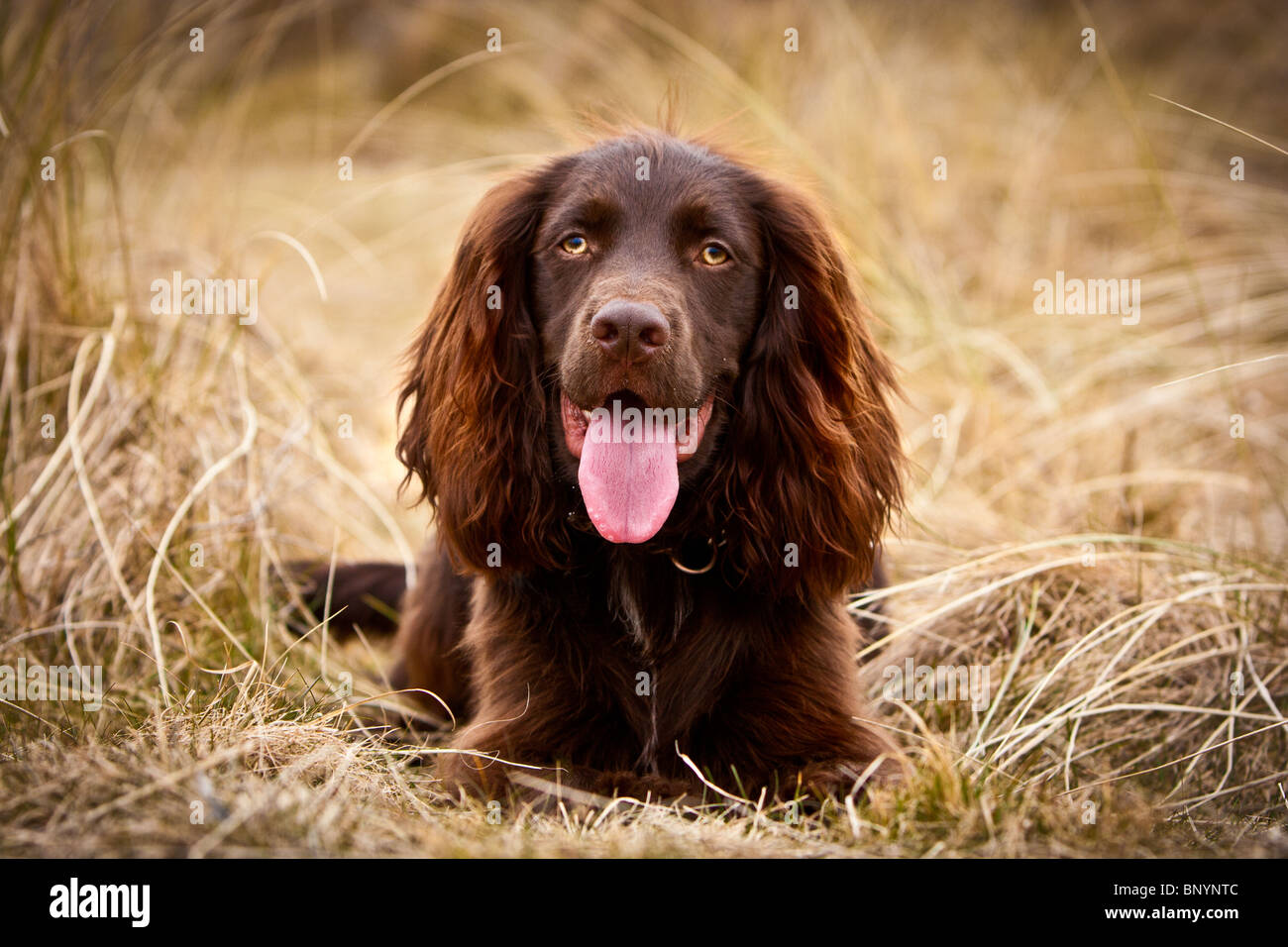 Brown Working Cocker Spaniel Puppy Stock Photo - Alamy