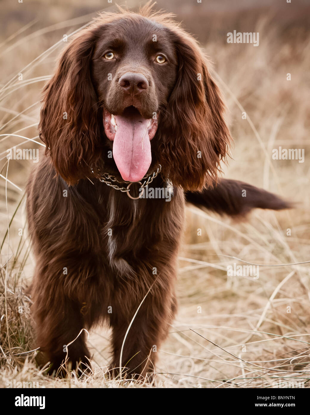 Chocolate working cocker spaniel hi res stock photography and
