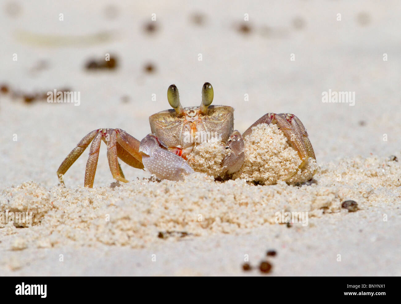 Ghost crab digging a den, coastal Kenya. Stock Photo