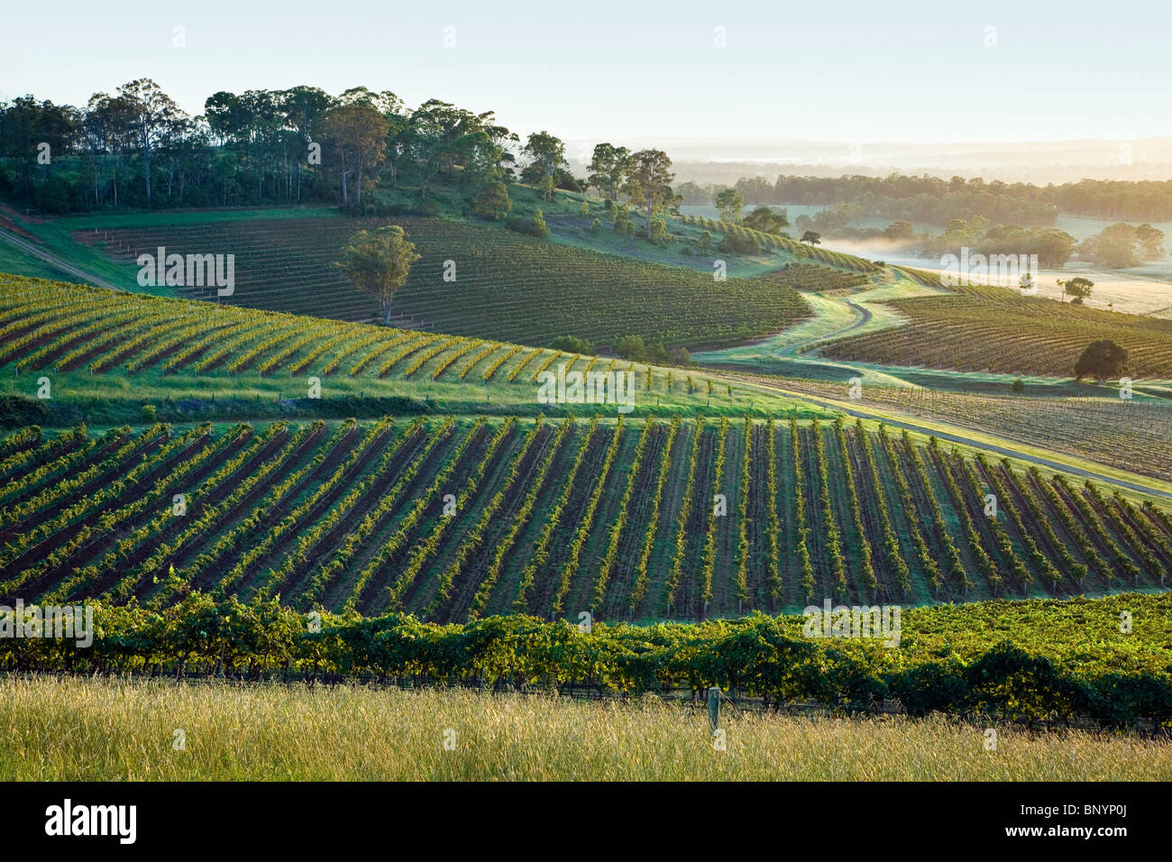 Hunter valley wine region vineyards hires stock photography and images