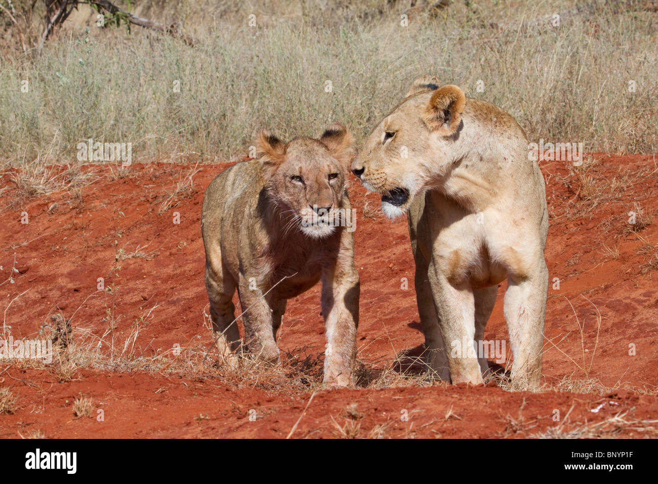 Mother lioness with a cub, Tsavo East National park, Kenya. Stock Photo