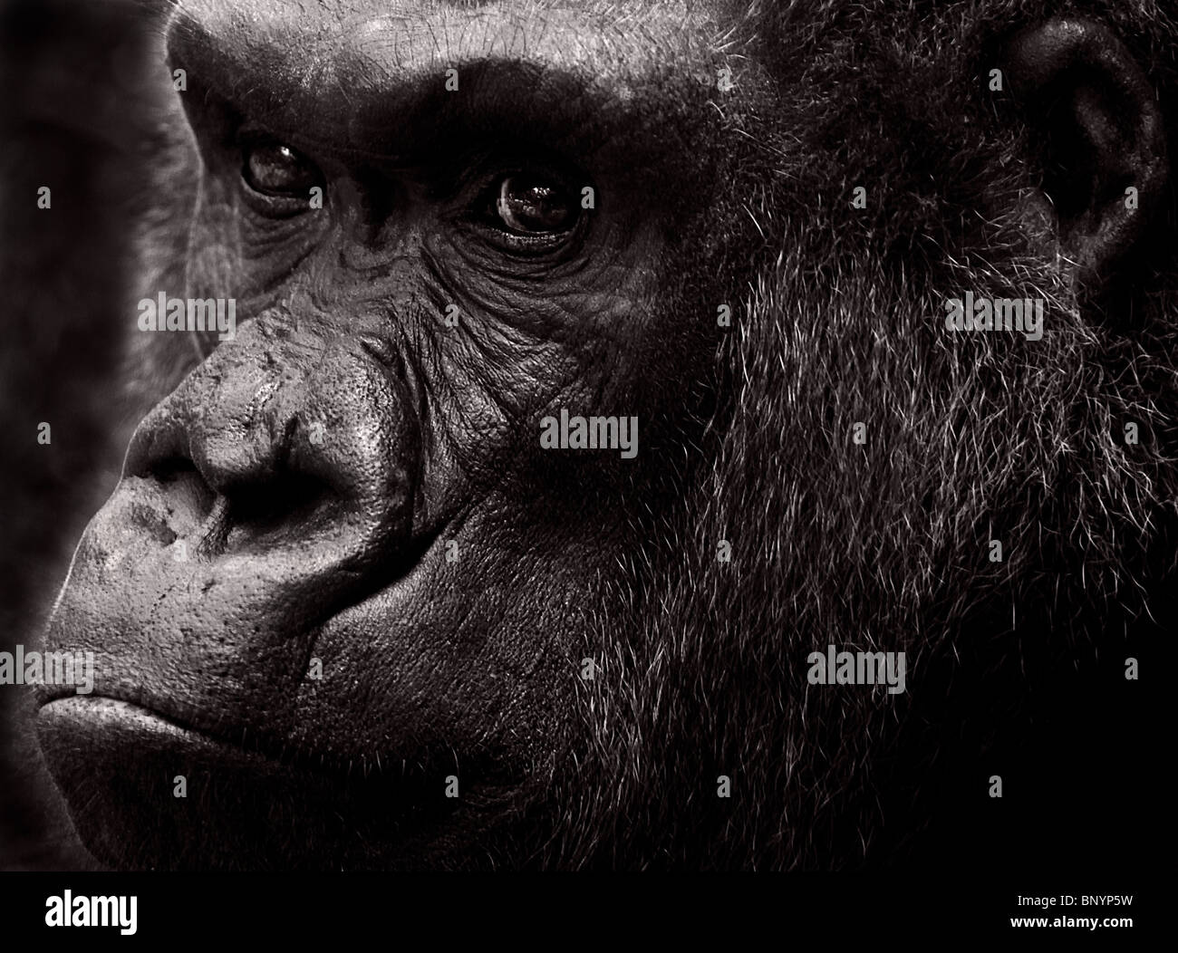 Western Lowland Gorilla (Captive) Black and White Stock Photo