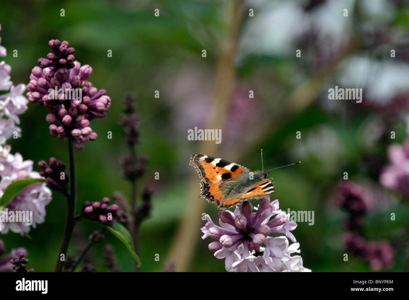Small Tortoiseshell (Aglais urticae) on a lilac in Northern Norway, north of the Arctic Circle Stock Photo