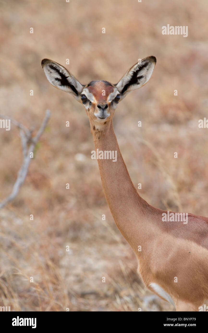 Gerenuk (Litocranius walleri), Tsavo East national Park, Kenya Stock Photo