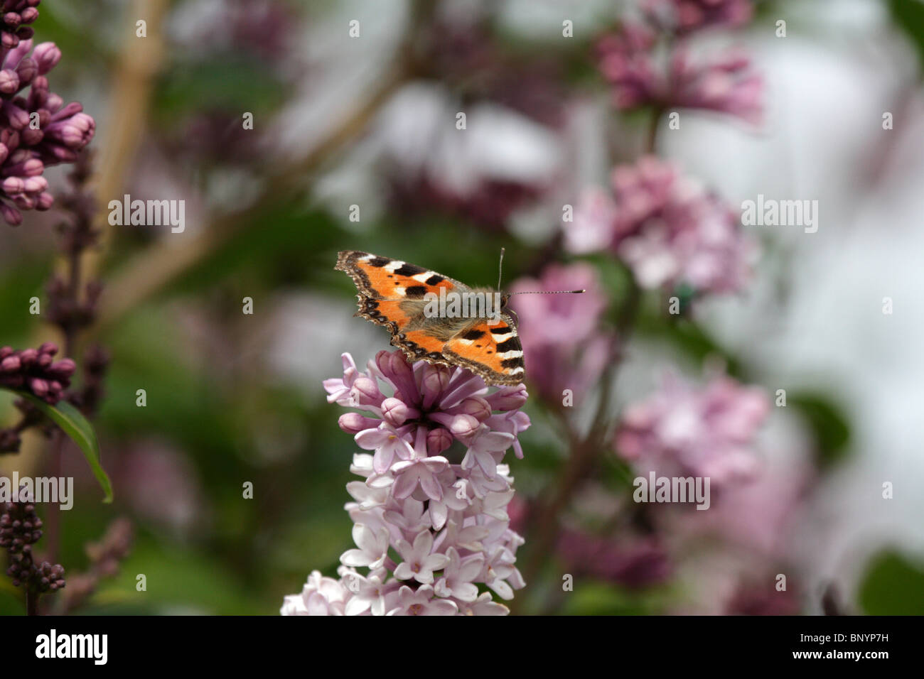 Small Tortoiseshell (Aglais urticae) on a lilac in Northern Norway, north of the Arctic Circle Stock Photo
