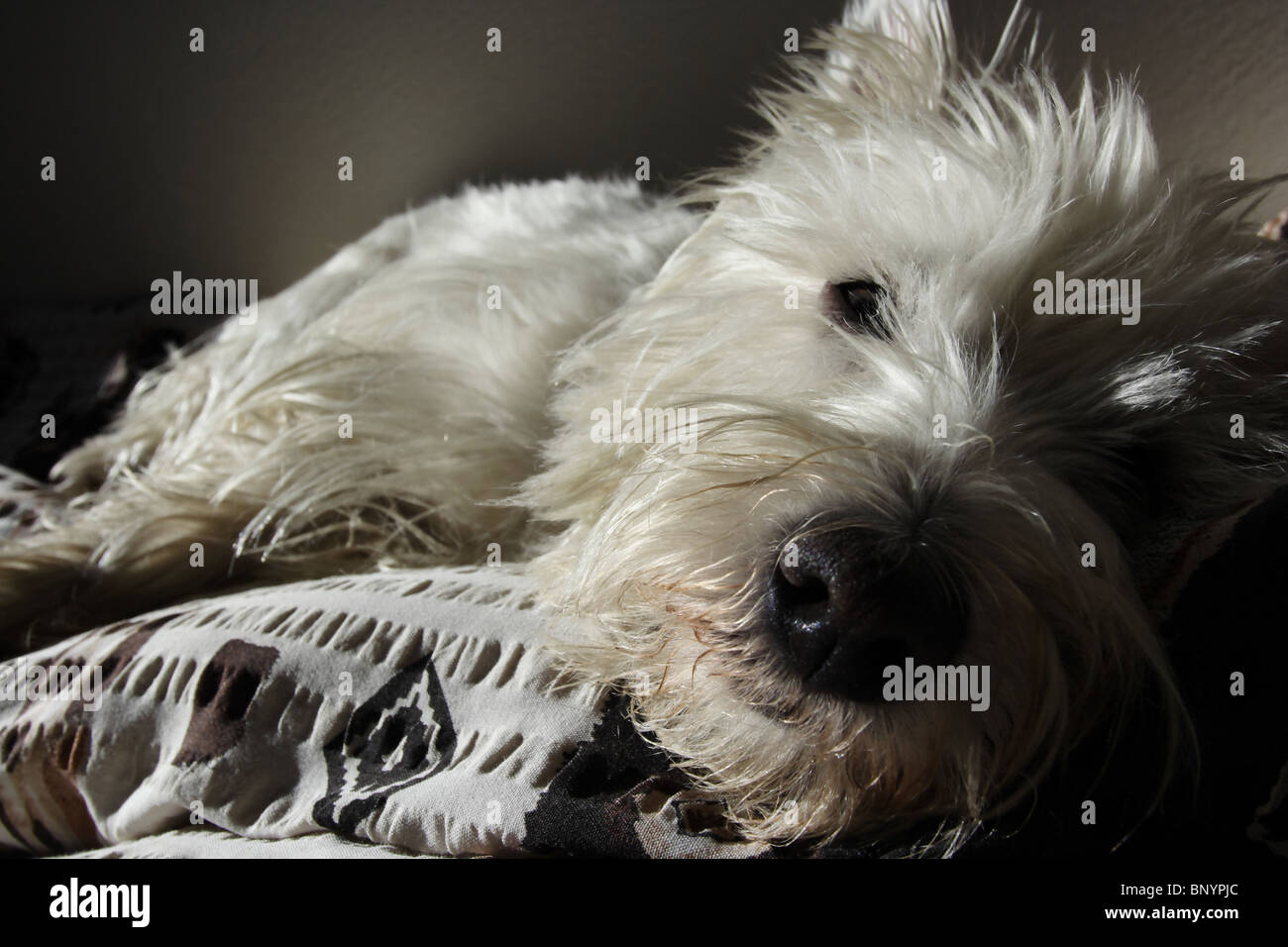 westie on a bed Stock Photo Alamy