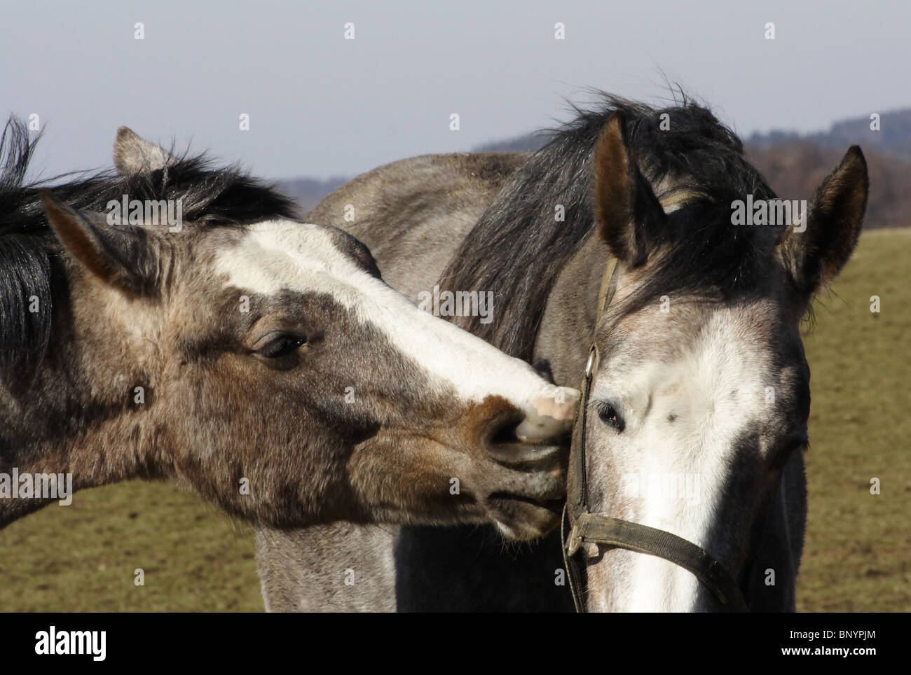 kiss horse Stock Photo Alamy
