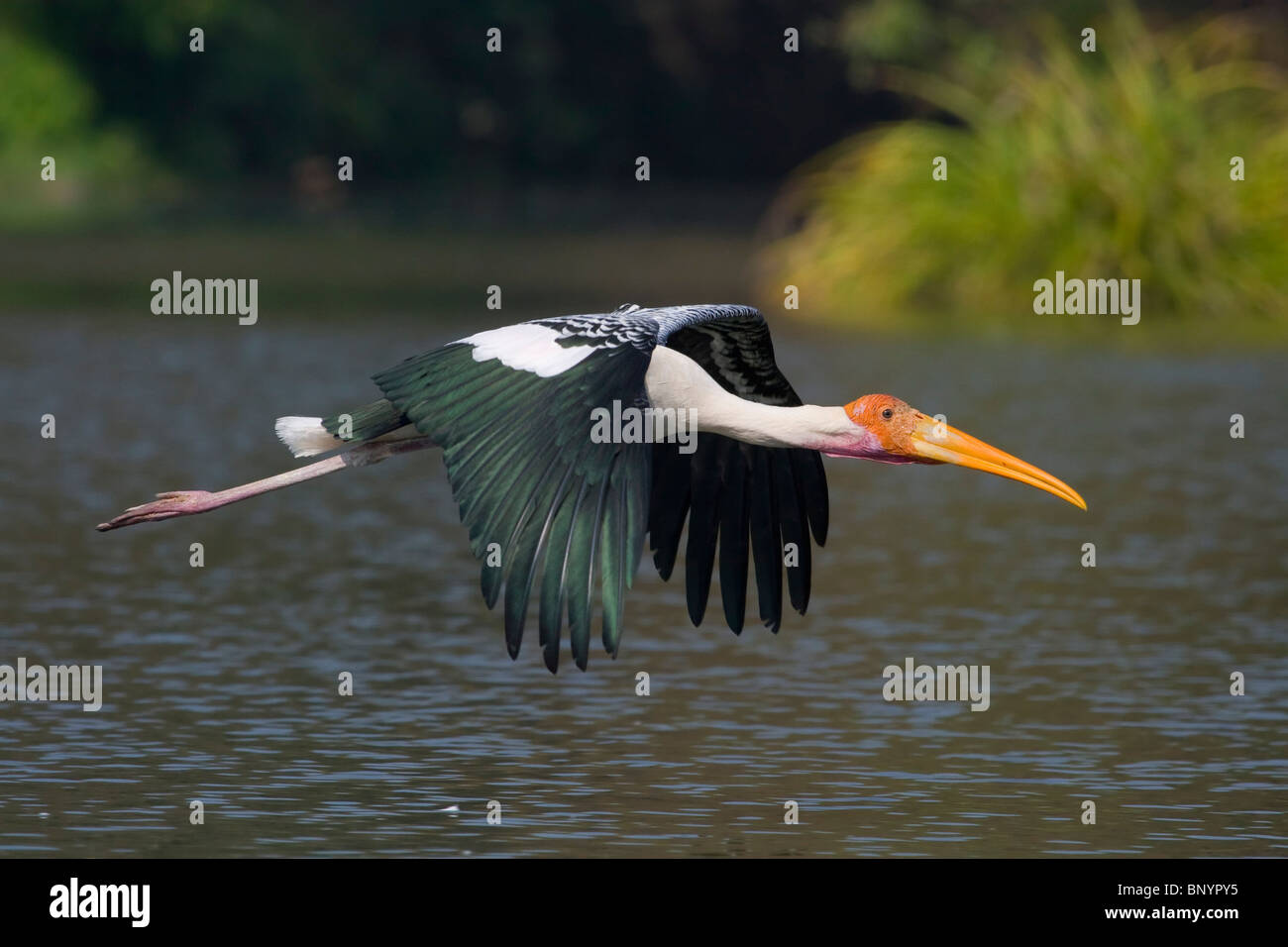 Painted Flight,Stork,Up In the air,Body wingspan,depth of field,waterBirds,Flight,India,wildlife, nature,predator,prey,on the go Stock Photo