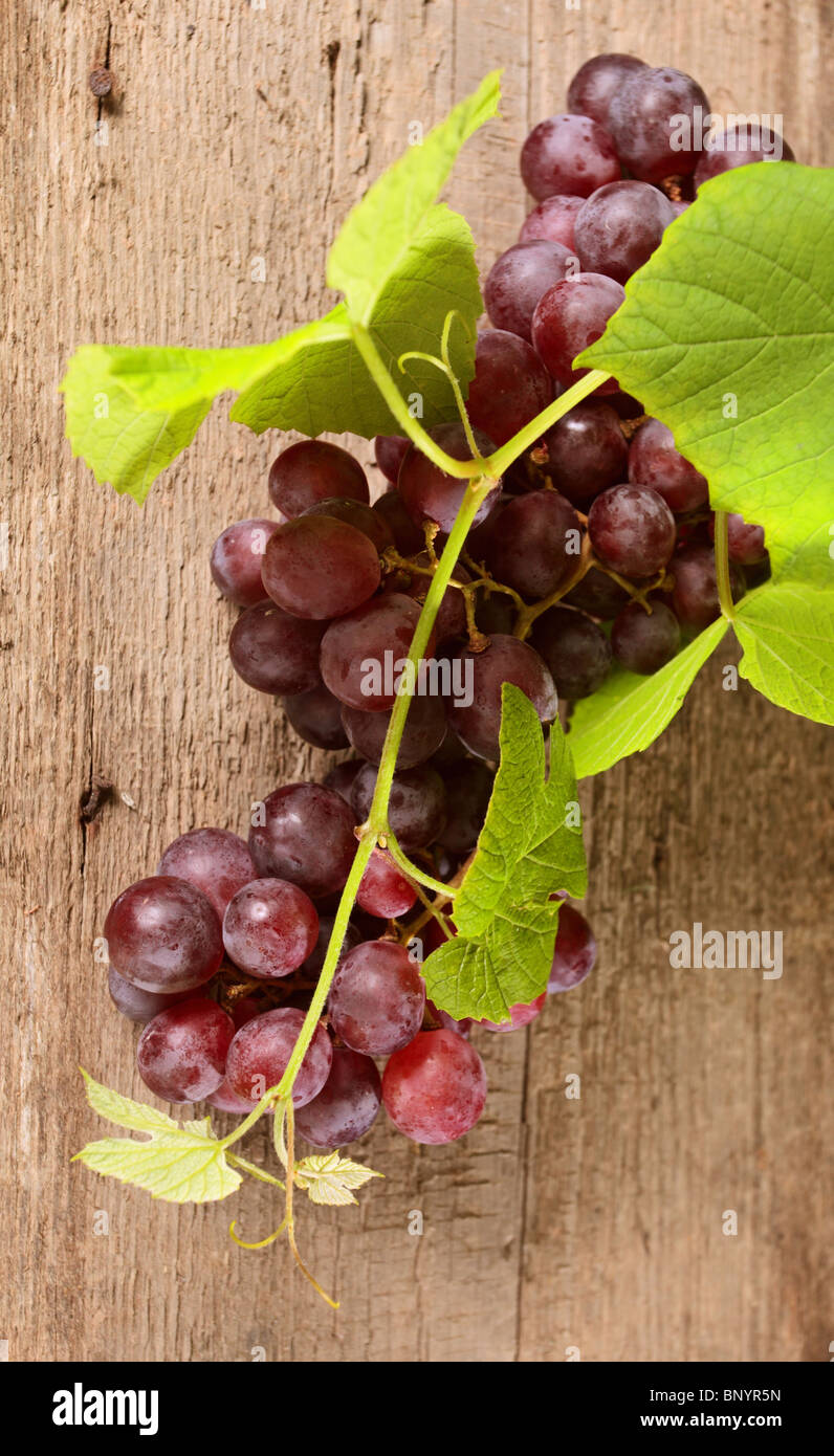 ripe red grape in vineyard Stock Photo - Alamy