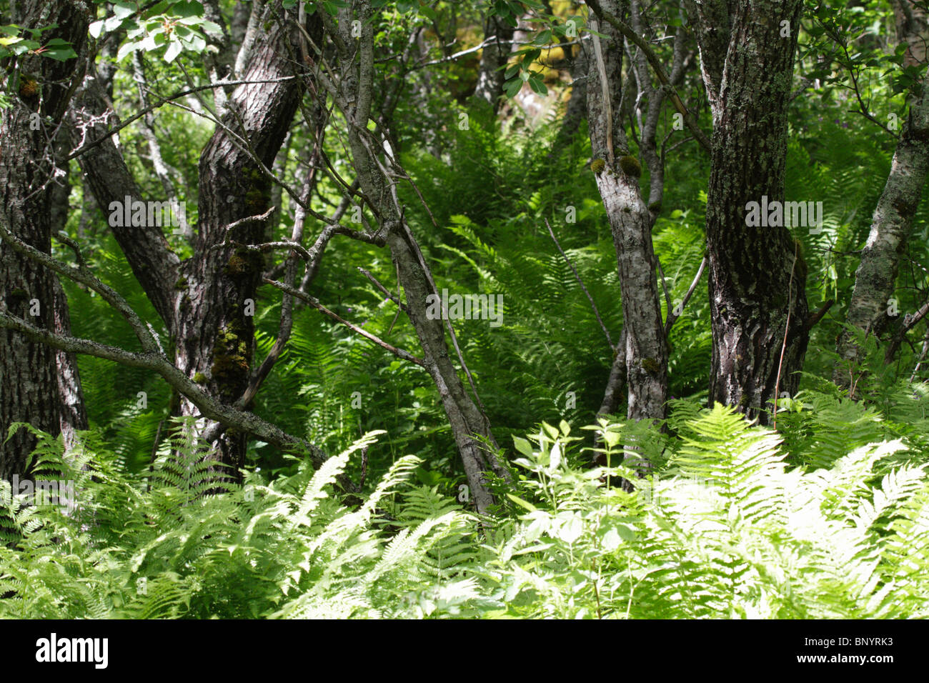 Ferns and birch trees on Landstrykerstien, Hamsund, Hamaroy, Norway Stock Photo