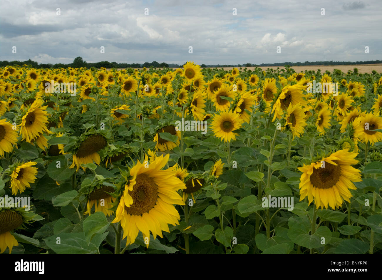 UK SUNFLOWERS Stock Photo Alamy