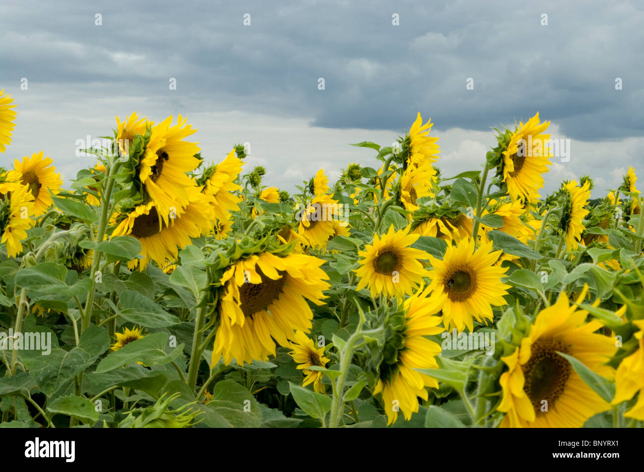 UK SUNFLOWERS Stock Photo Alamy