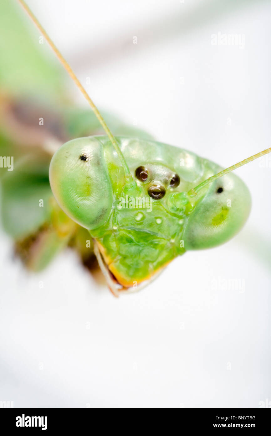 Praying mantis from the Mantodea order Stock Photo Alamy