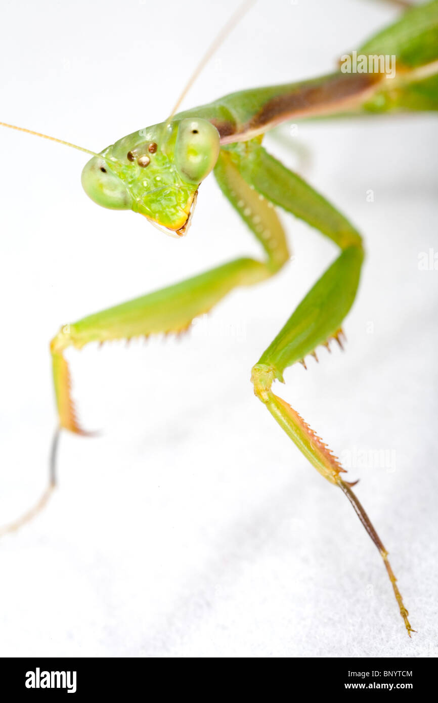 Praying mantis from the Mantodea order Stock Photo Alamy