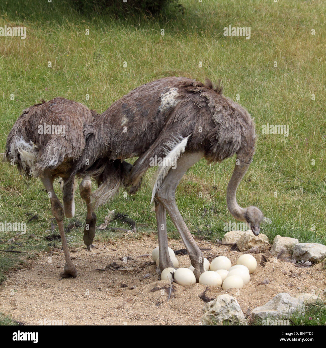 Ostrich - Struthio Camelus Stock Photo